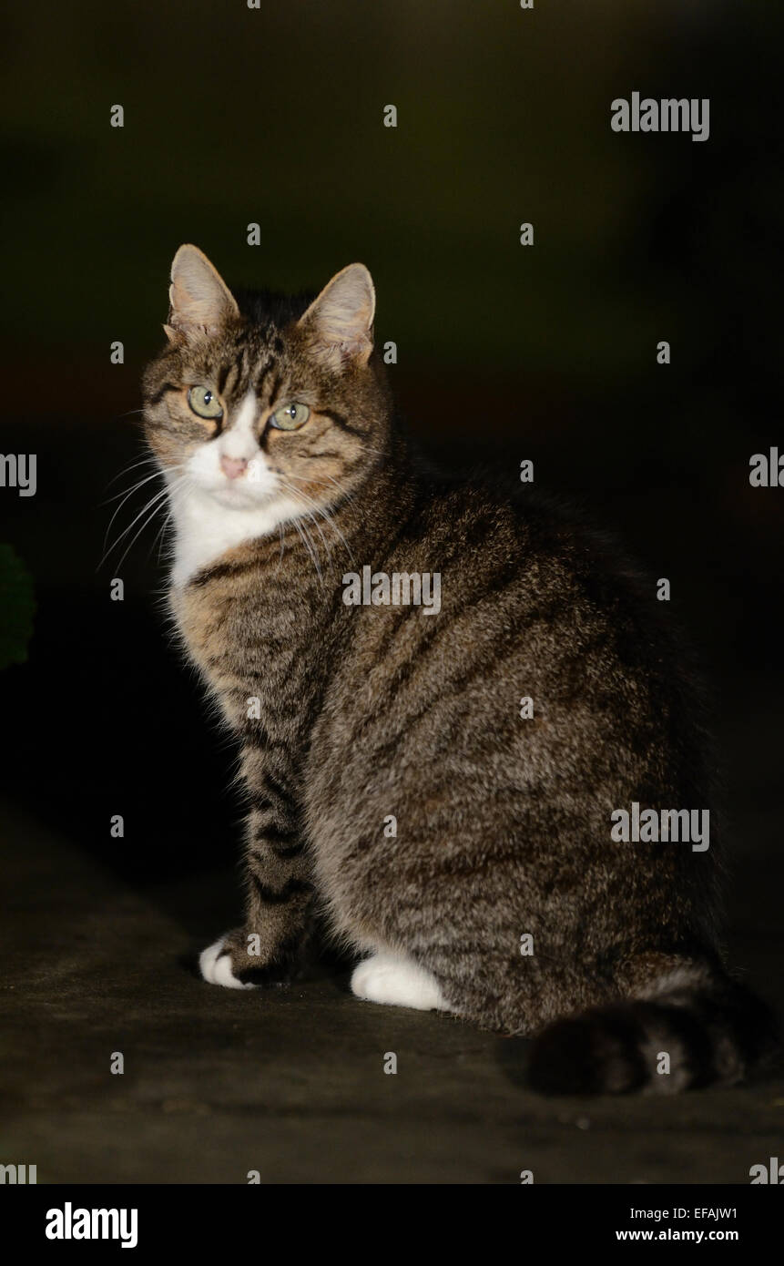 Una bella, elegante tabby cat Foto Stock