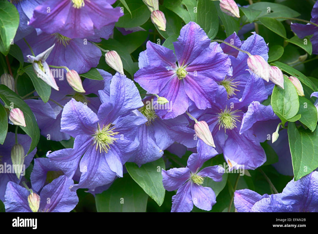Clematis viola Foto Stock