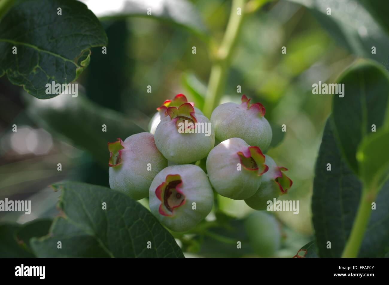 Acerbi mirtilli su fondo in foglia Foto Stock