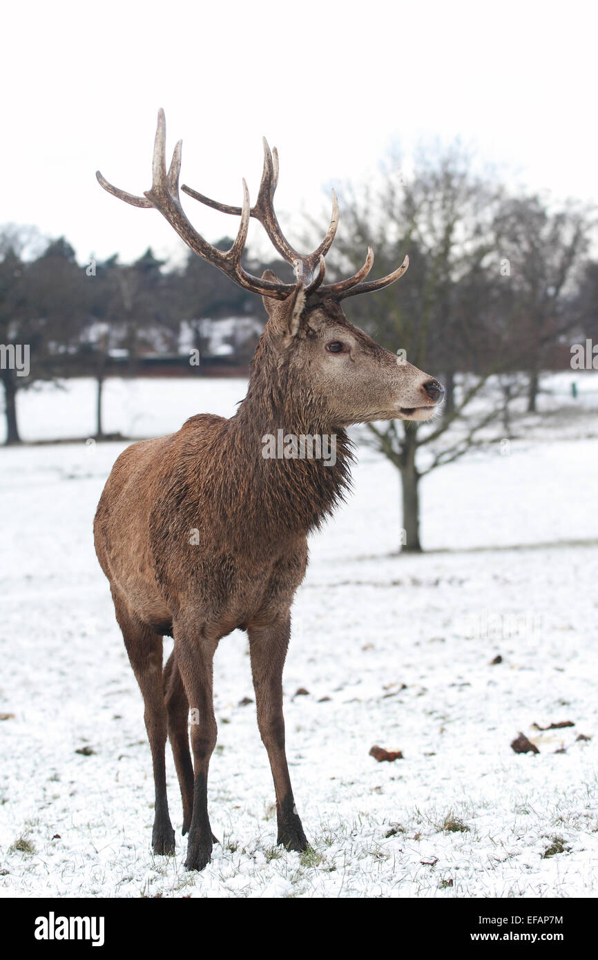 Nottingham, Regno Unito. Il 29 gennaio, 2015. Giovane maschio (feste di addio al celibato o hart) Il cervo (Cervus elaphus) nella neve a Wollaton Deer Park in Nottingham Credito: Pete Jenkins/Alamy Live News Foto Stock