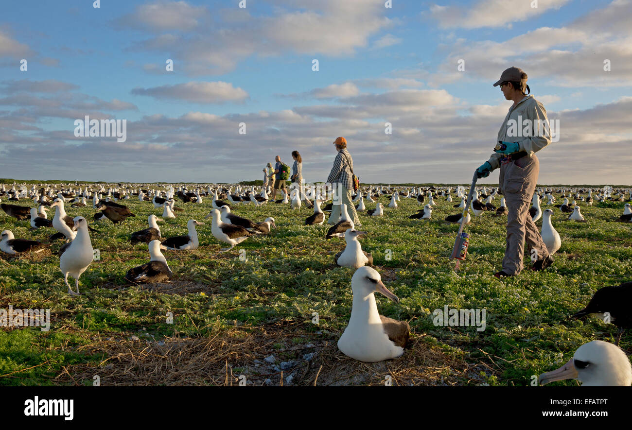 Volontari contano Albatross nidi 3 gennaio 2015 sull'atollo di Midway National Wildlife Refuge nell'Oceano Pacifico. Ogni anno la Laysan albatross ritorna al nido e sollevare i suoi pulcini sulle isole. Foto Stock