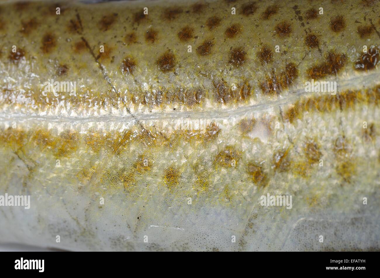 Il baccalà di sfondo pelle close up Foto Stock