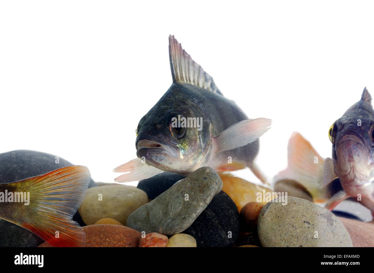 Nuoto posatoi su pietre sfondo Foto Stock