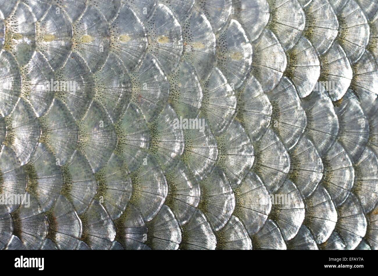 Sfondo del salmone pelle con scale Foto Stock