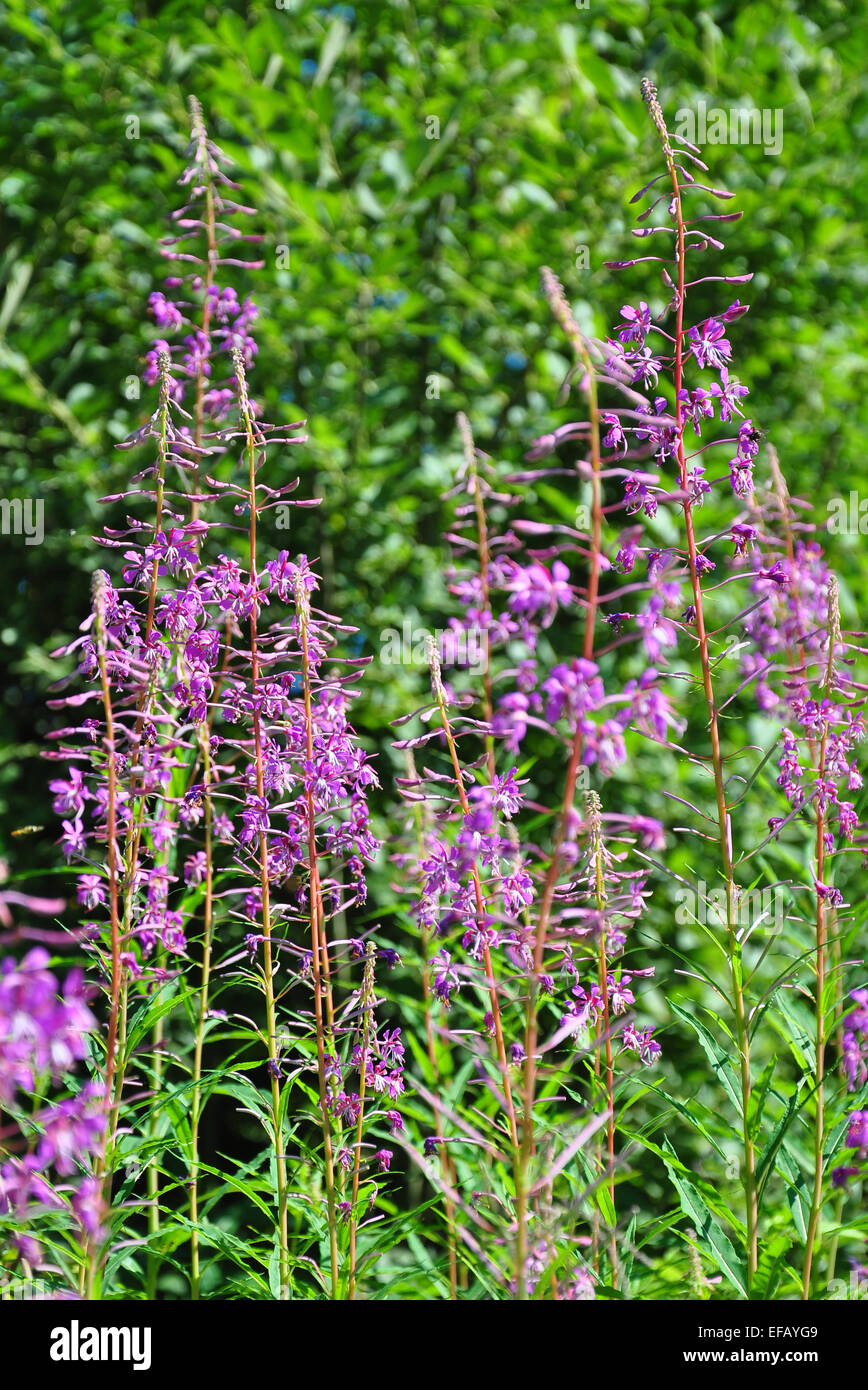 (Fireweed Epilobium angustifolium) Foto Stock