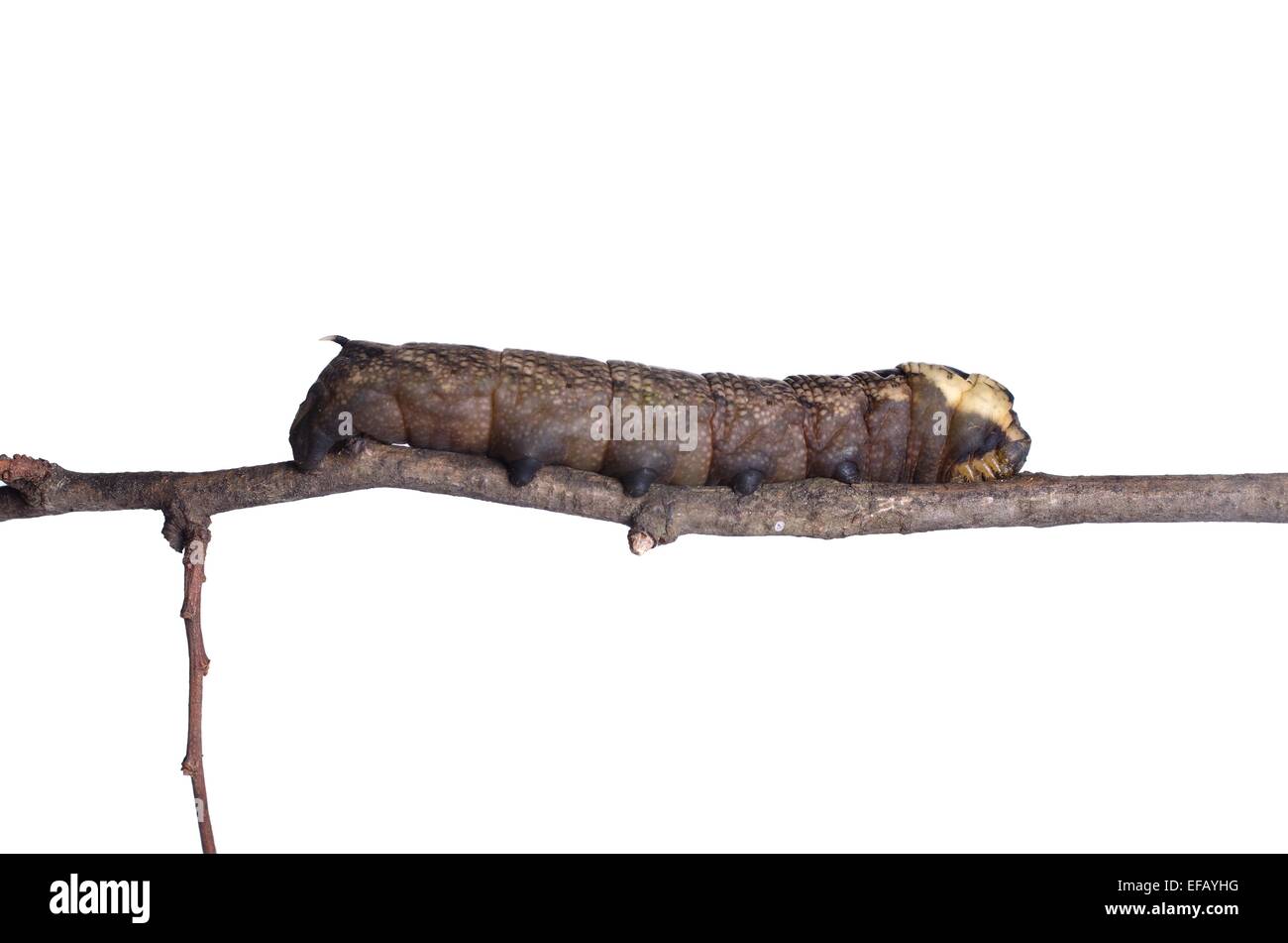 Catterpillar della cerura vinula su sfondo bianco Foto Stock