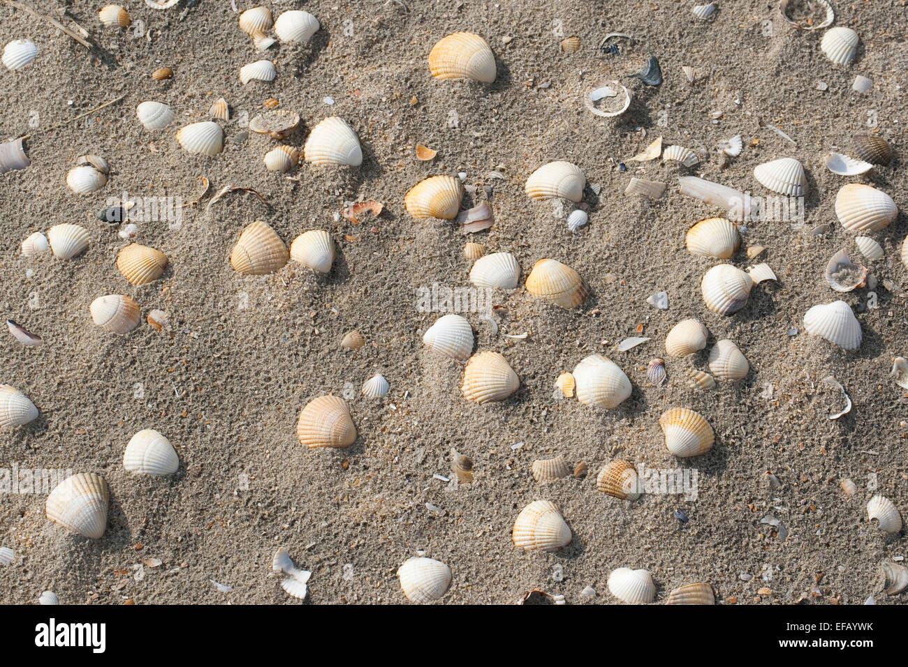 Il Cockle europea, increspatura commestibili, il Seashell, conch, Essbare Herzmuschel, Muschelschale, Spülsaum, Cerastoderma edule, Cardium edule Foto Stock