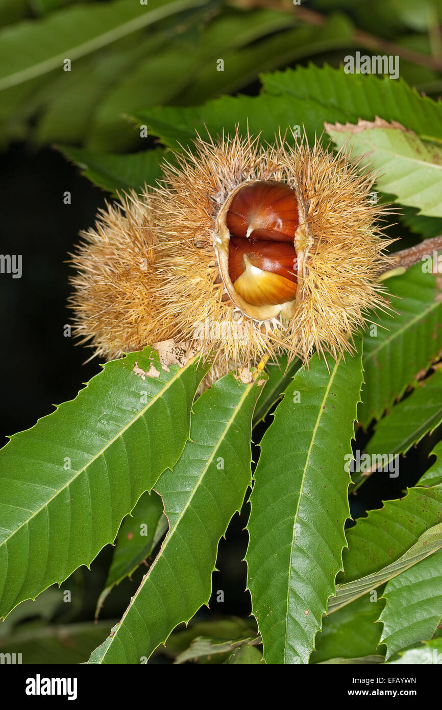 Castagno, frutta, Edelkastanie, Esskastanie, Echte Kastanie, Marone, Früchte, Castanea sativa, Châtaignier commun Foto Stock