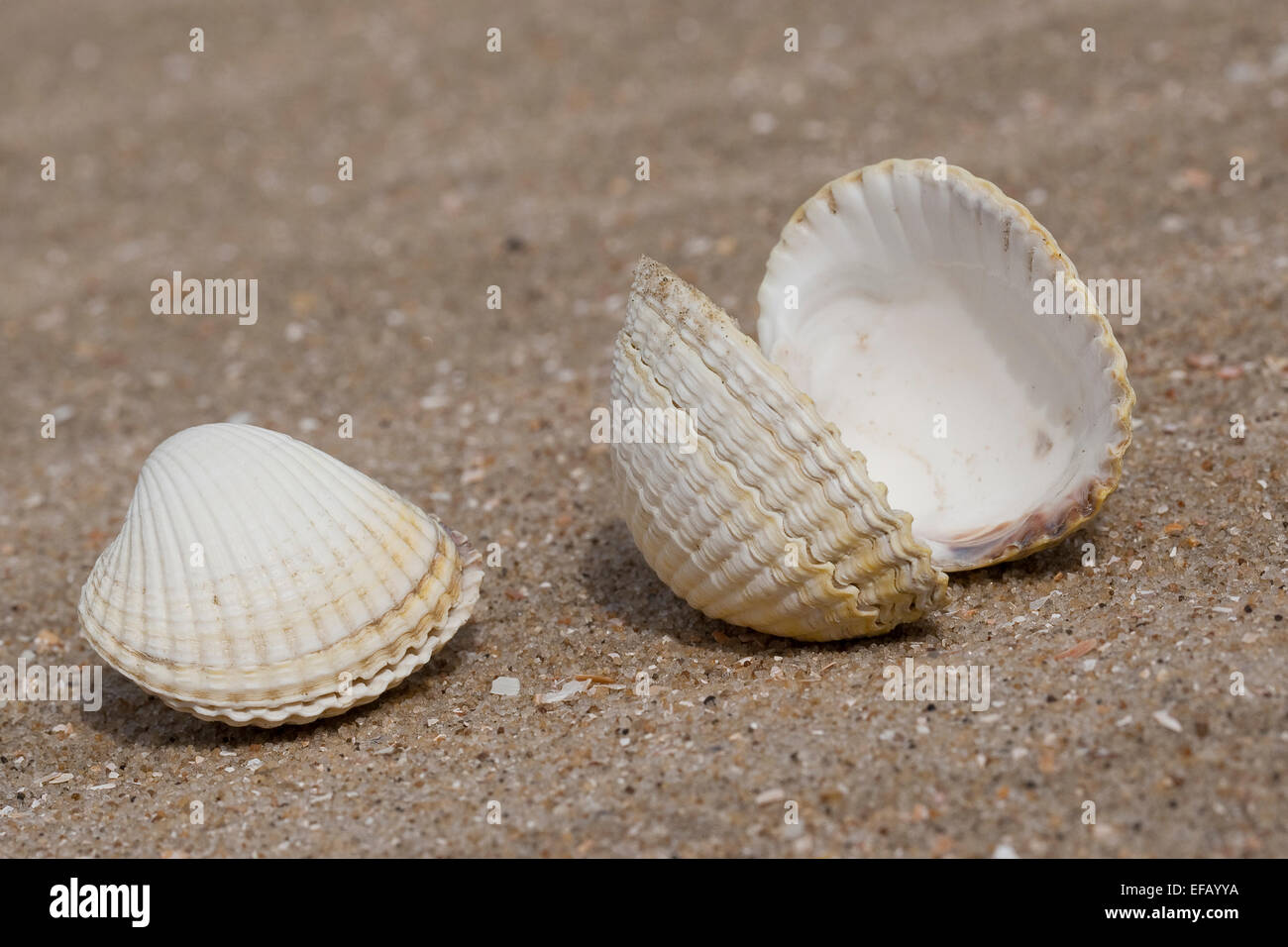 Il Cockle europea, increspatura commestibili, il Seashell, conch, Essbare Herzmuschel, Muschelschale, Spülsaum, Cerastoderma edule, Cardium edule Foto Stock