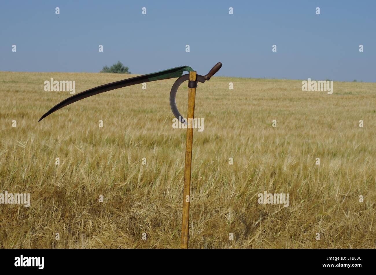 Vecchia falce su sfondo di cereali in crescita Foto Stock