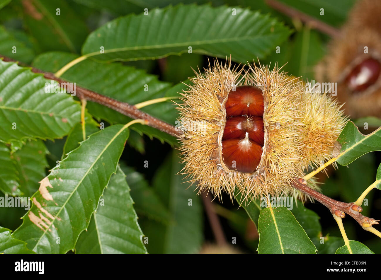 Castagno, frutta, Edelkastanie, Esskastanie, Echte Kastanie, Marone, Früchte, Castanea sativa, Châtaignier commun Foto Stock