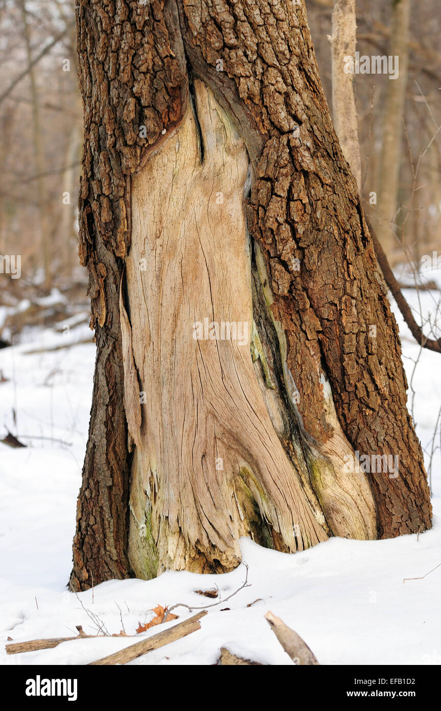 Tronco di albero con area di corteccia mancanti. Foto Stock