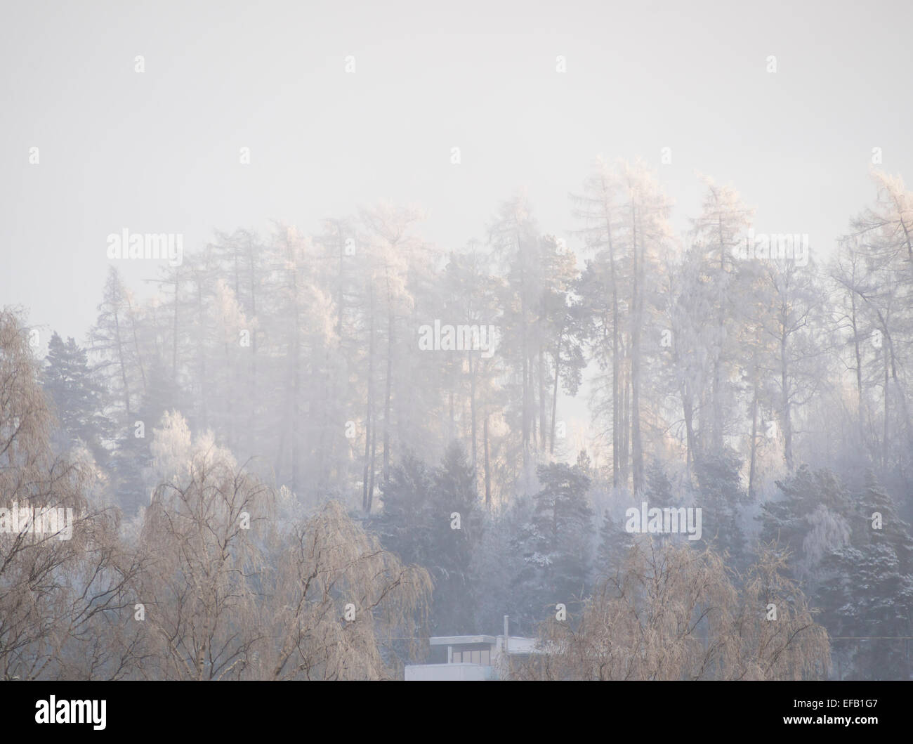 Inverno a Oslo Norvegia, collinare con il pupazzo di neve alberi, neve e nebbioso di patch Foto Stock