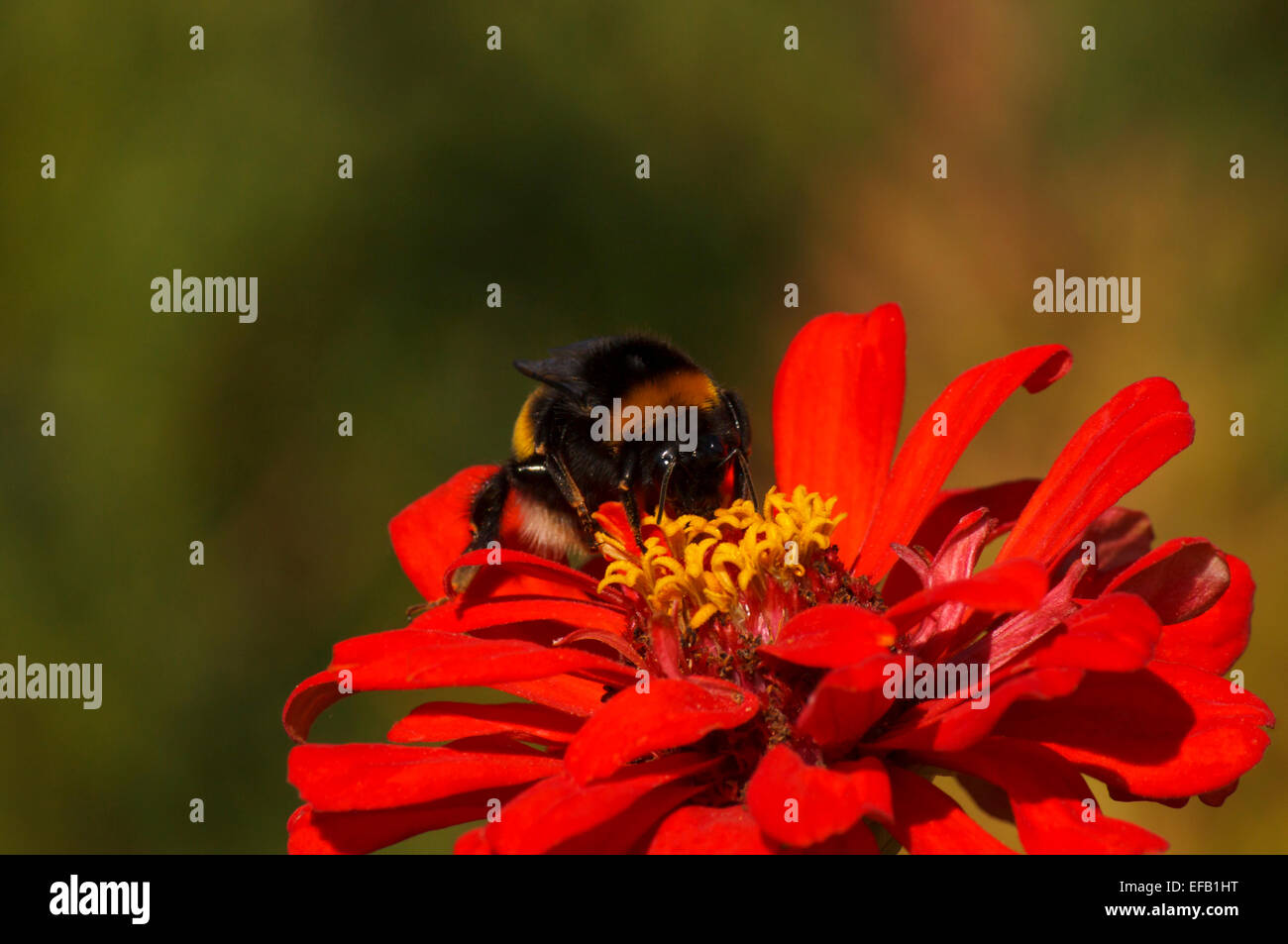 Chiudere fino a bumblebee sul fiore Foto Stock
