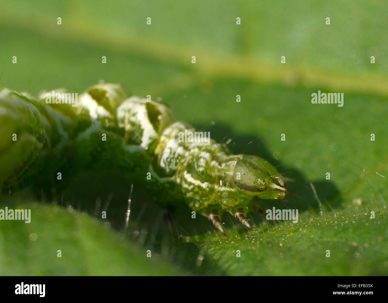 Macro immagine della tenda di foresta verde falena caterpillar Foto Stock