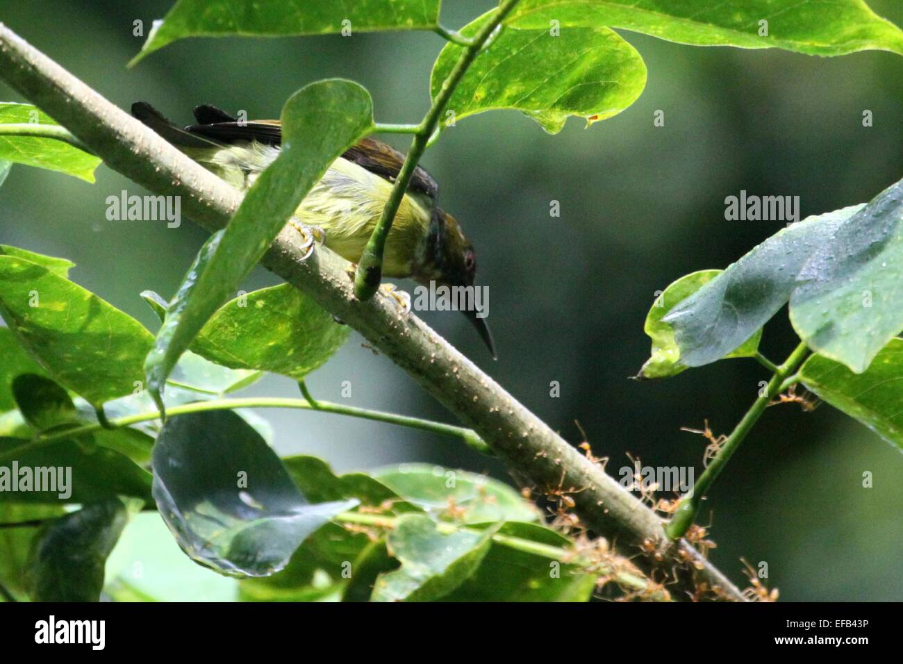 Manado, Nord Sulawesi, Indonesia. 27 gennaio, 2015. Nord Sulawesi, Indonesia - 27 gennaio: miele di cocco bird (Anthreptes malacensis) provare a mangiare alcune larve di ant colonie (verdi) ant del genere Oecophylla e finalmente ottenuto la resistenza di alcune formiche mediante spruzzatura di acido di stomaco a Manado, il 27 gennaio 2015 in Nord Sulawesi, Indonesia. Questo rende l'uccello è stato in grado di sopravvivere e sfocata. © Sijori Immagini/ZUMA filo/Alamy Live News Foto Stock