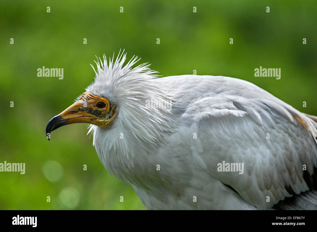 Avvoltoio capovaccaio / bianco scavenger di Capovaccaio (Neophron percnopterus) close up ritratto Foto Stock