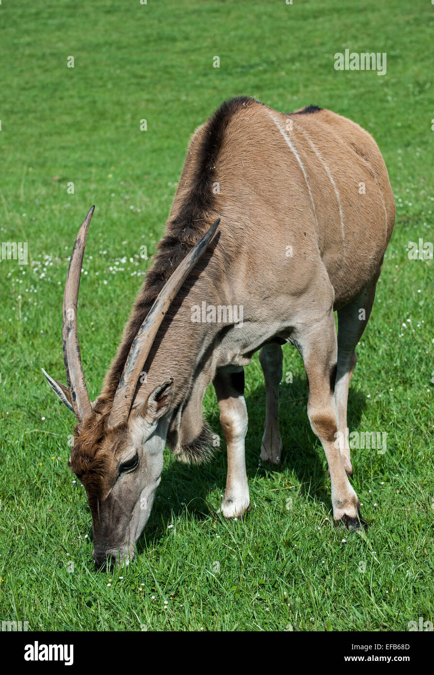 Comuni / eland eland meridionale / eland antilope (Taurotragus oryx) pascolare nei prati Foto Stock