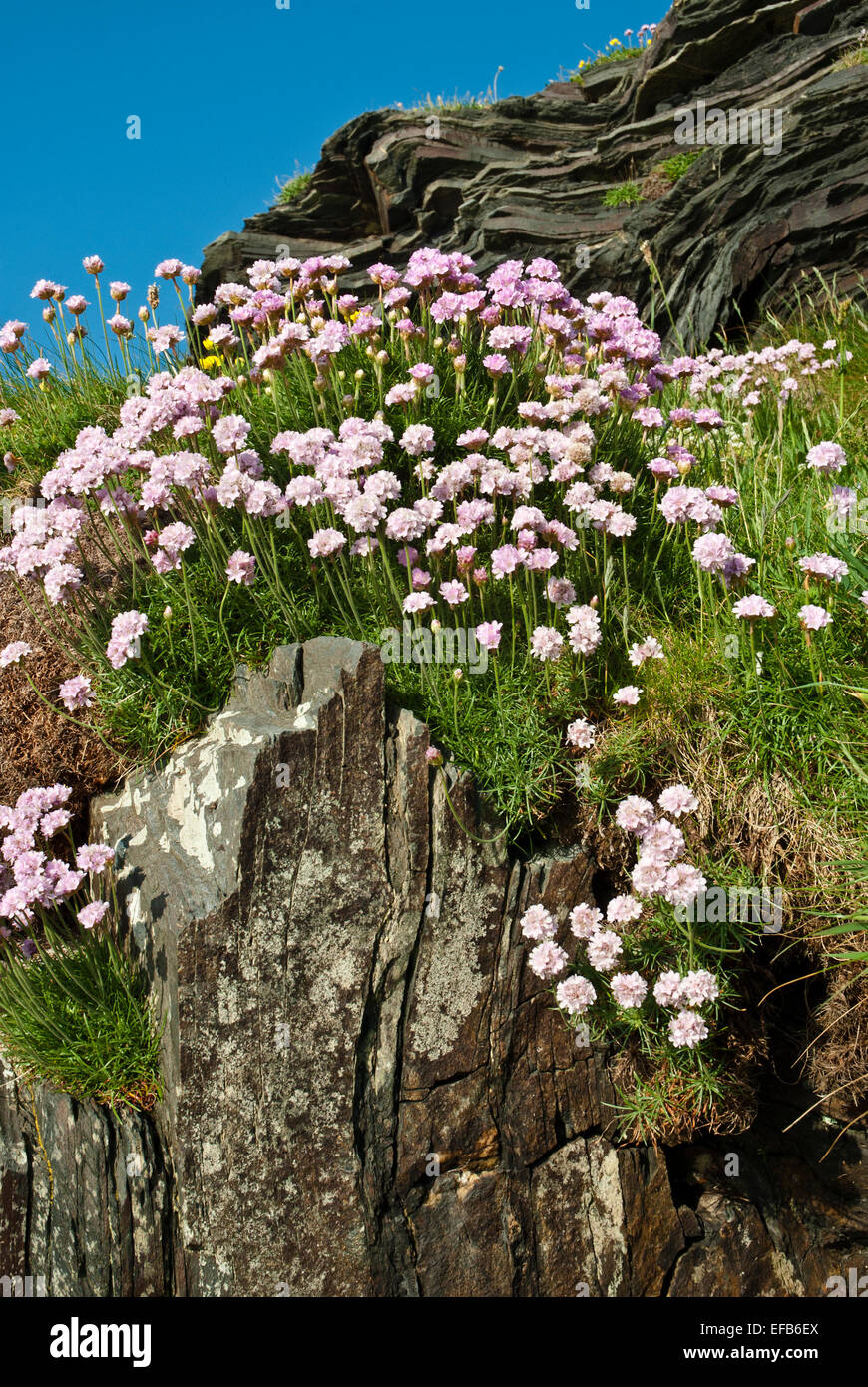 Un cluster di mare rosa su una scogliera. Impianti costieri di estate, aka parsimonia/ armeria maritima. Foto Stock