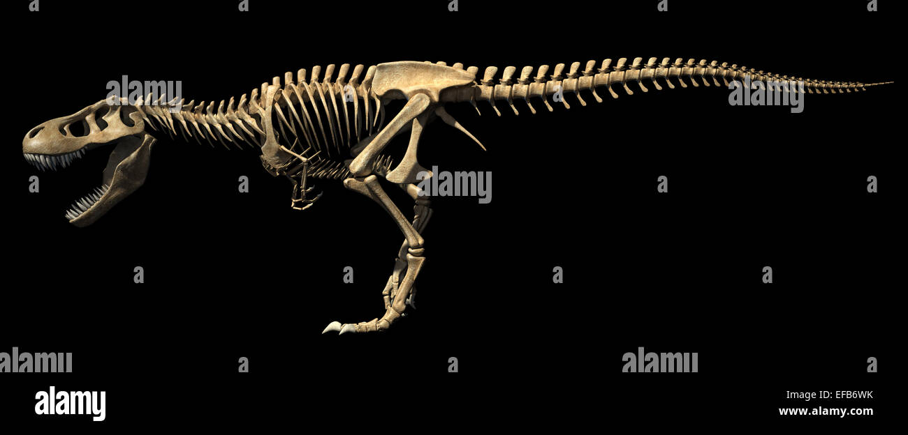 T-Rex dinosauro foto-realistica e scientificamente corretta e piena scheletro in posa dinamica, vista laterale. Su sfondo nero. Foto Stock