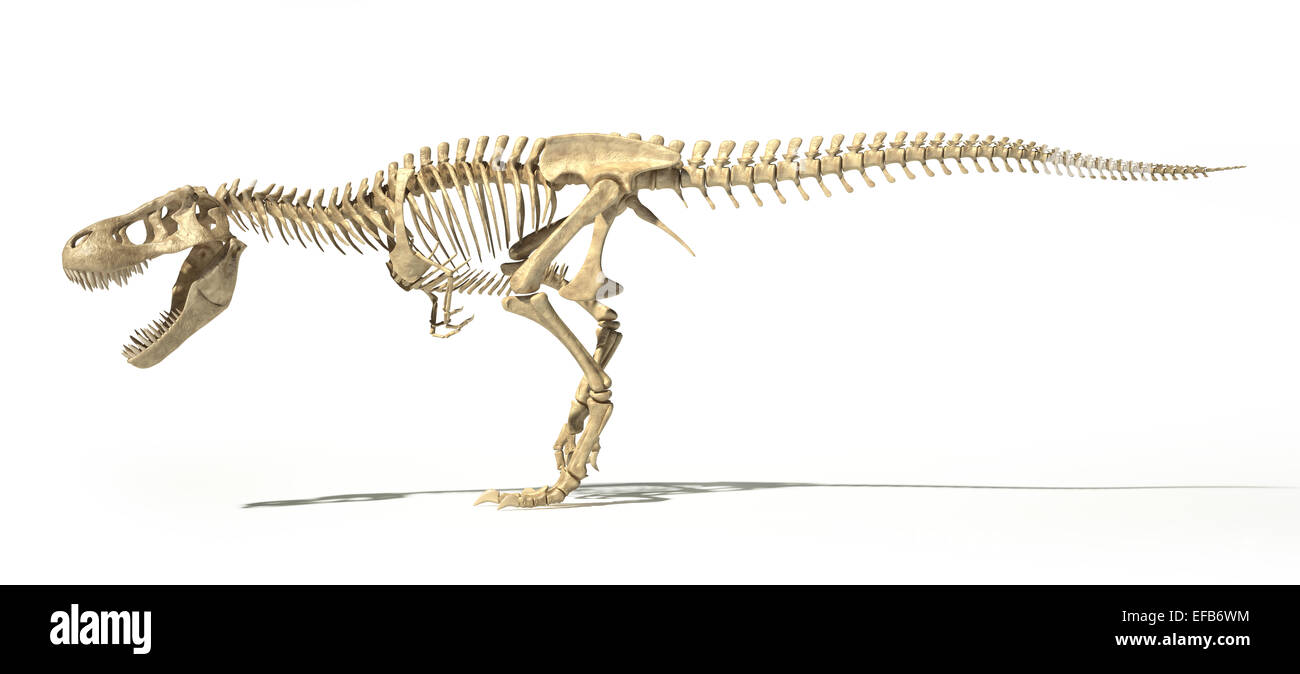 T-Rex dinosauro foto-realistica e scientificamente corretta e piena scheletro in posa dinamica, vista laterale. Su sfondo bianco Foto Stock