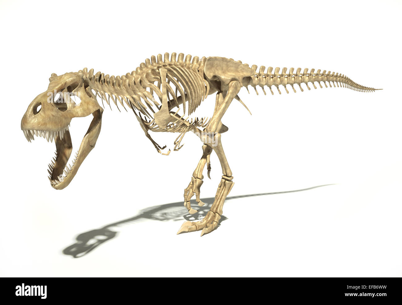 T-Rex dinosauro foto-realistica e scientificamente corretta e piena scheletro in posa dinamica, vista prospettica. Su sfondo bianco Foto Stock