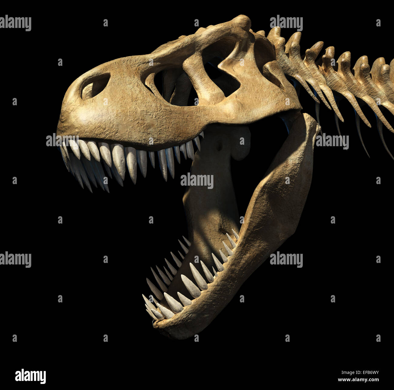 T-Rex skull close-up. Su sfondo nero. Percorso di clipping incluso. Foto Stock