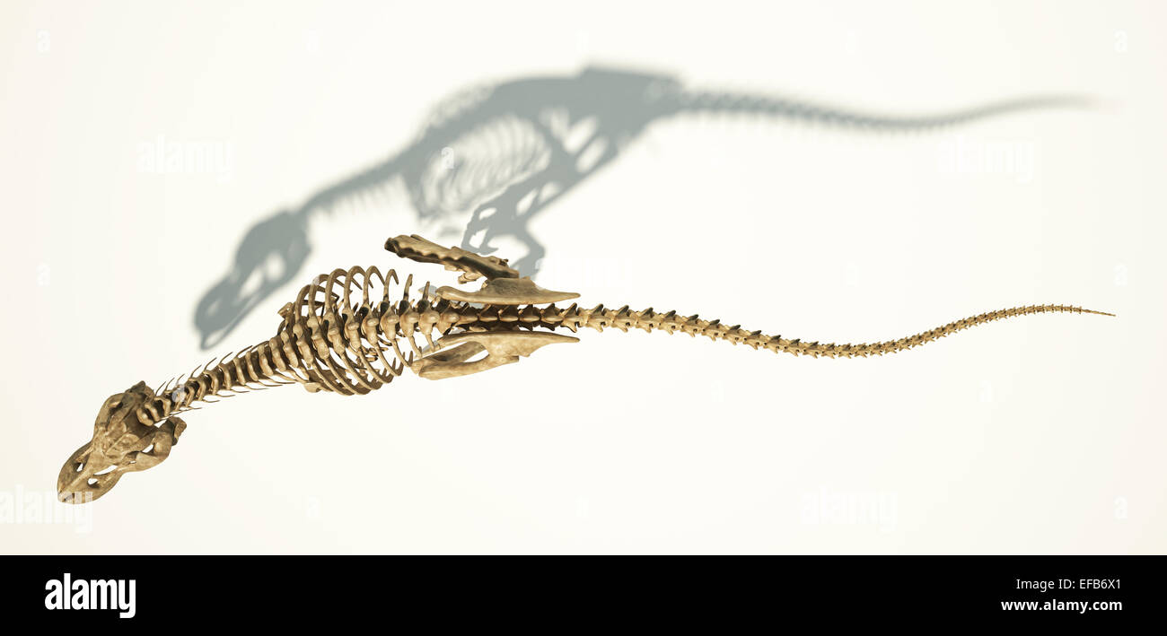 T-Rex dinosauro foto-realistica e scientificamente corretta e piena scheletro in posa dinamica, visto dall'alto. Su sfondo bianco Foto Stock