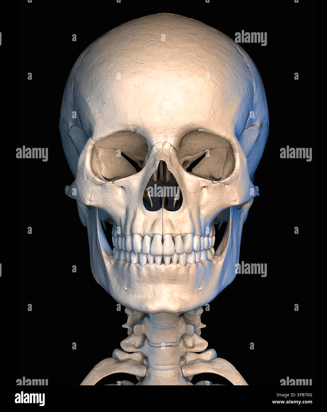 Molto dettagliata e scientificamente corretta, teschio umano, vista frontale, su sfondo nero. Immagine di anatomia. Percorso di clipping incluso. Foto Stock