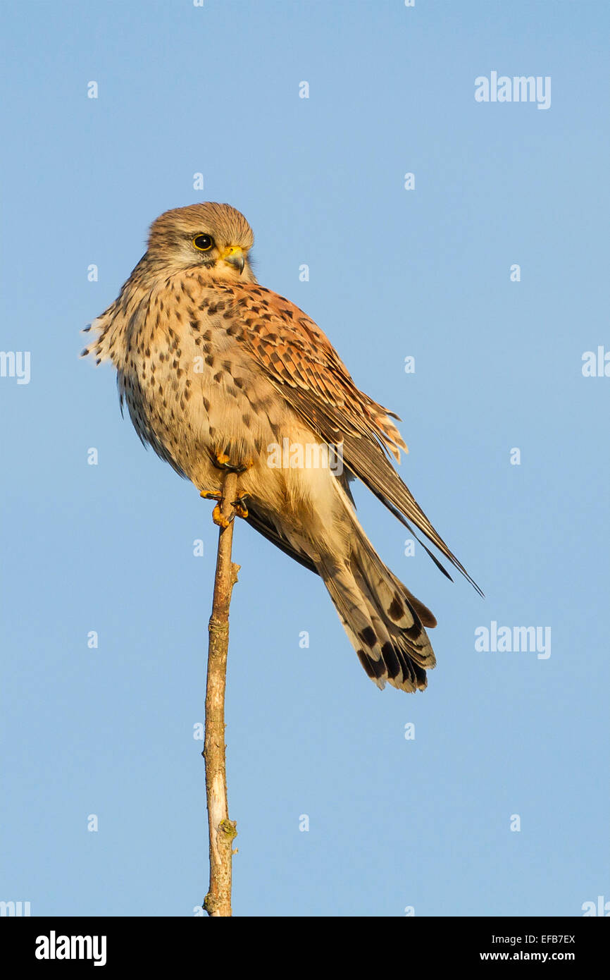 Il Gheppio (Falco tinnunculus) - REGNO UNITO Foto Stock