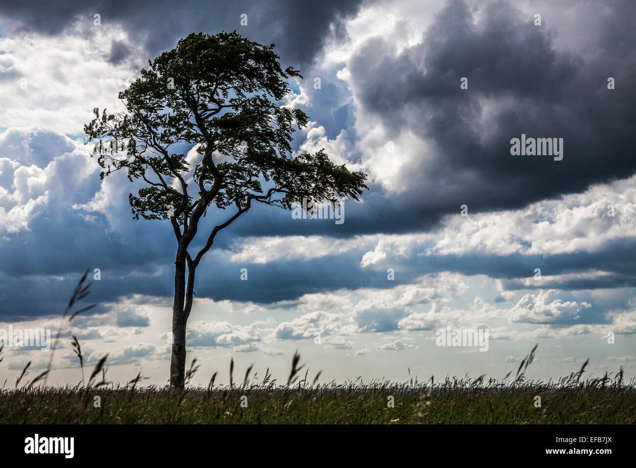 Un lone faggio (Fagus) contro un cielo tempestoso. Foto Stock