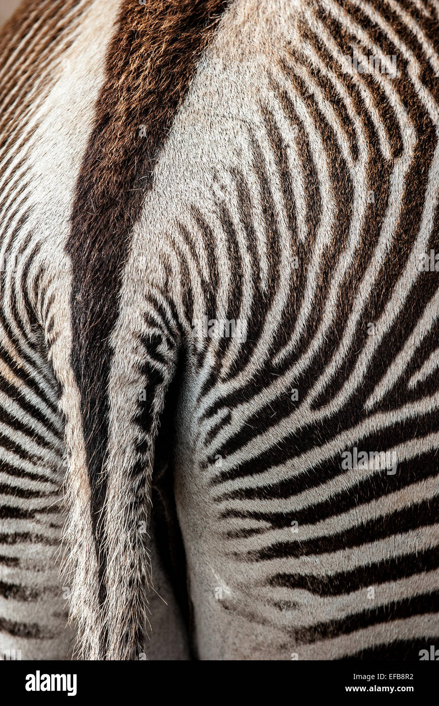 Grévy's zebra / imperial zebra (Equus grevyi) nativi in Kenya e in Etiopia, chiudere fino a strisce di parte posteriore e le luci di coda Foto Stock
