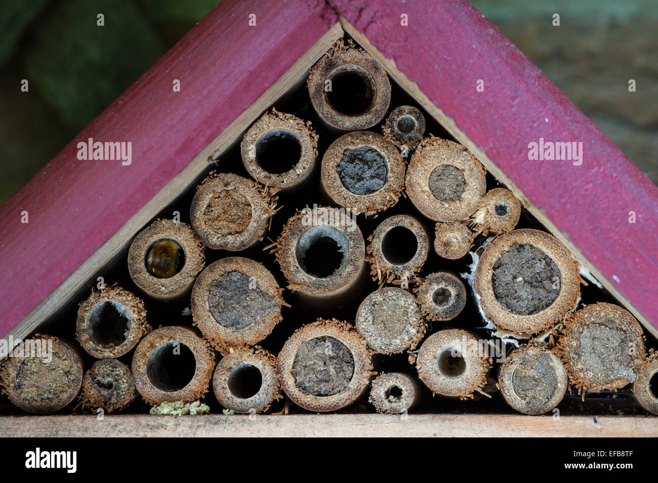 Nido di tenuta cavità di mason api / builder bee Osmia cornuta in cavità di steli con tappi di fango in hotel per insetti per api solitarie Foto Stock