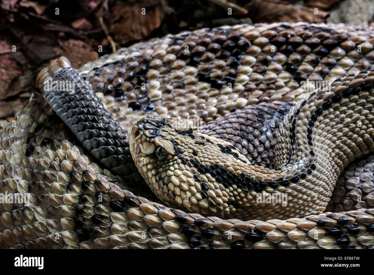 Northwestern Neotropical Rattlesnake (Crotalus culminatus / Crotalus simus culminatus) avvolto a ricciolo, infame rattlesnakes, Messico Foto Stock