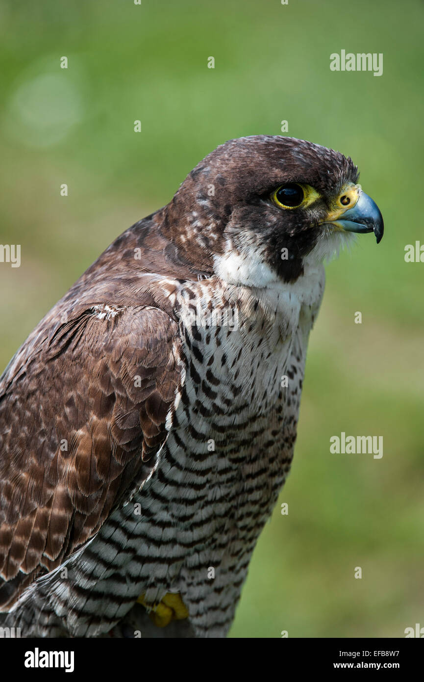 Chiusura del falco pellegrino (Falco peregrinus) Foto Stock