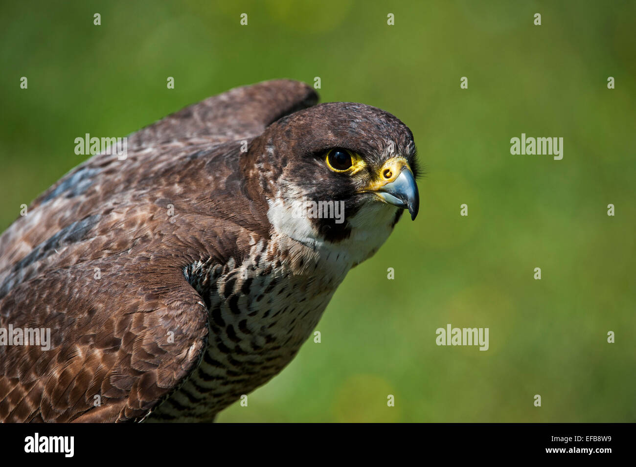 Falco pellegrino (Falco peregrinus), close up di uccelli di diffondere le ali Foto Stock