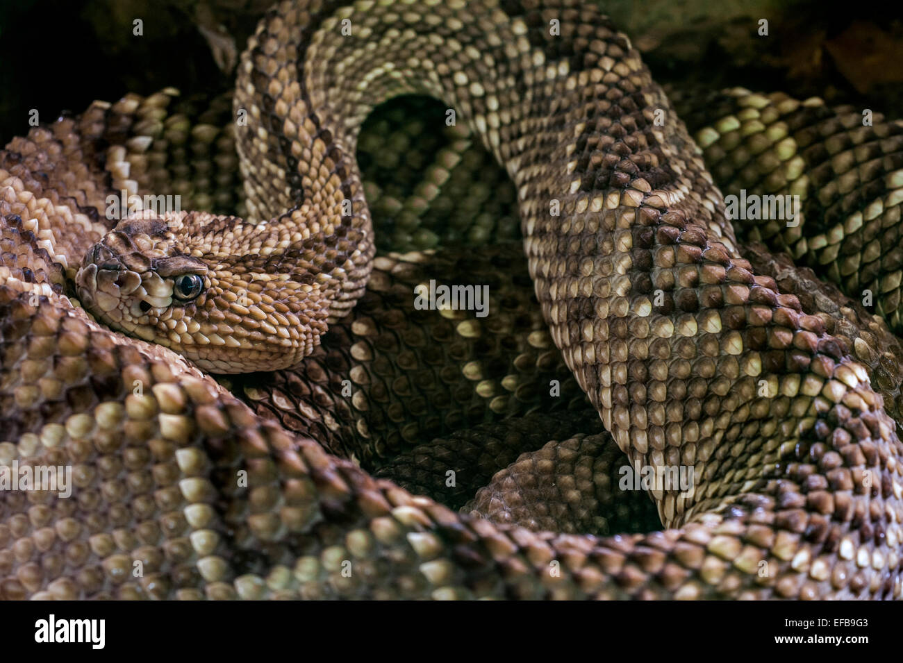 Sud America / rattlesnake rattlesnake tropicali / neotropical rattlesnake / Guiana rattlesnakes (Crotalus durissus terrificus) Foto Stock