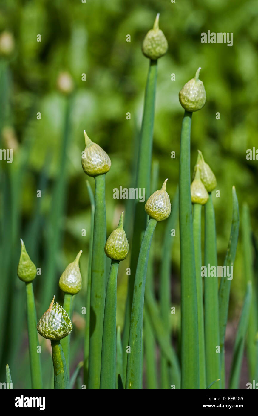 Welsh cipolle / Giapponese raggrinzimento onion / cipolla verde / cipolline (Allium fistulosum L.) che mostra le gemme in primavera Foto Stock