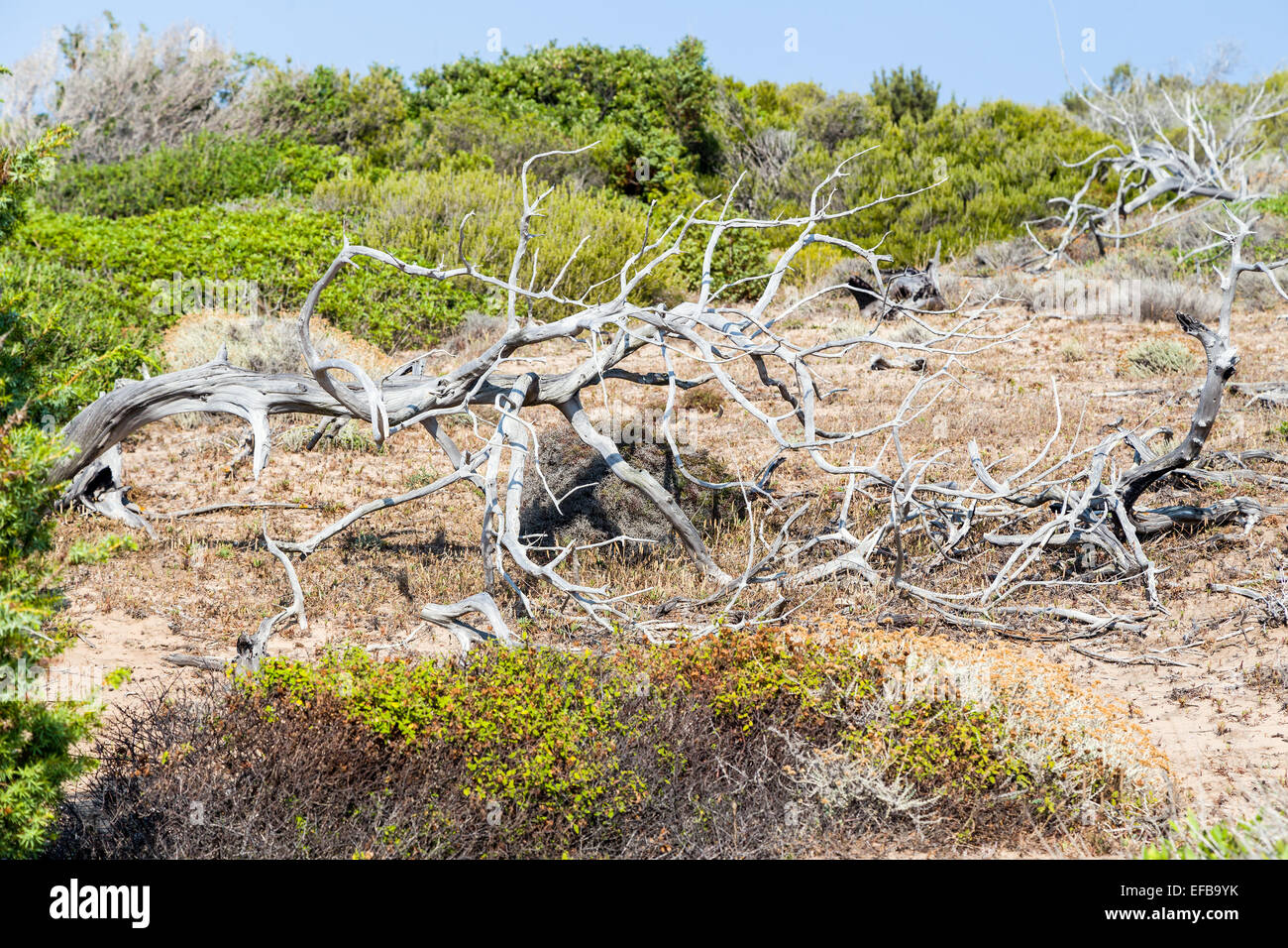 Albero secco sulla terra contro uno sfondo di vegetazione verde. Foto Stock