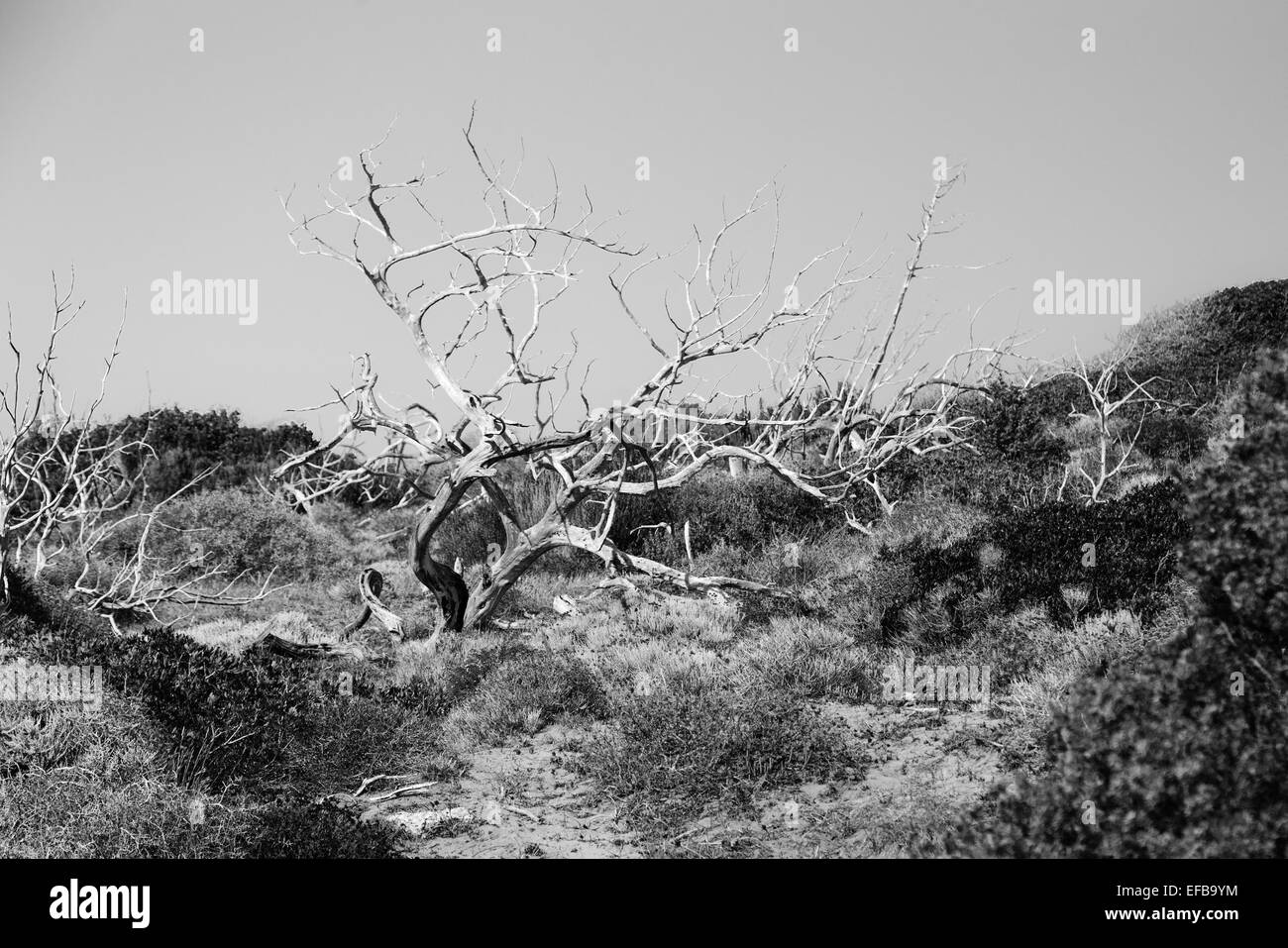 Albero secco sulla terra contro il cielo. In bianco e nero. Foto Stock