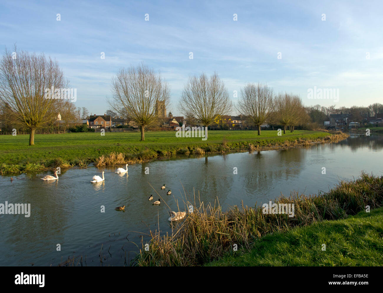 Cigni e anatre sul fiume stour ad ovest di Sudbury in Suffolk Essex border Foto Stock
