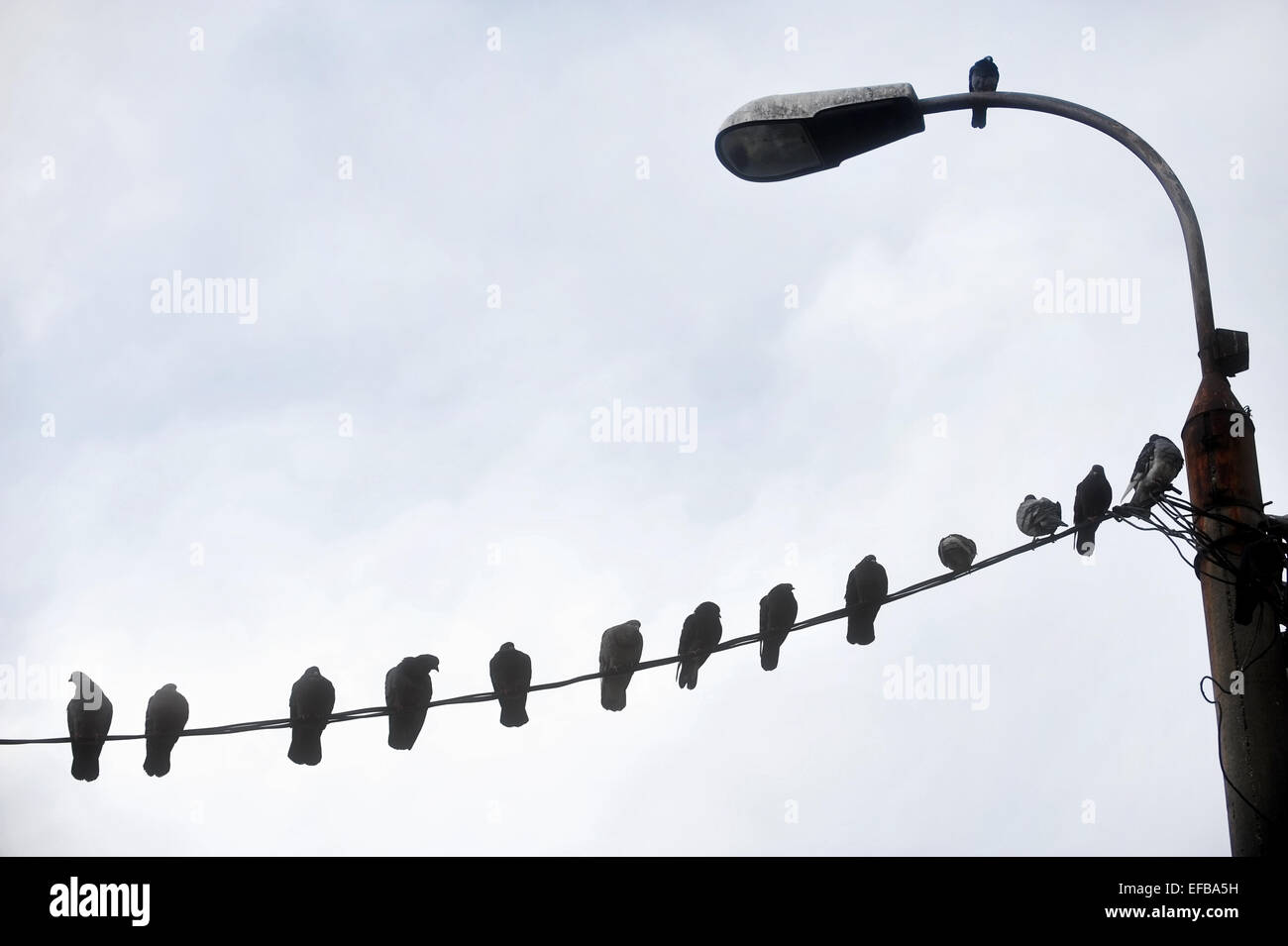 Un sacco di uccelli in appoggio sul cavo elettrico e il palo di illuminazione Foto Stock