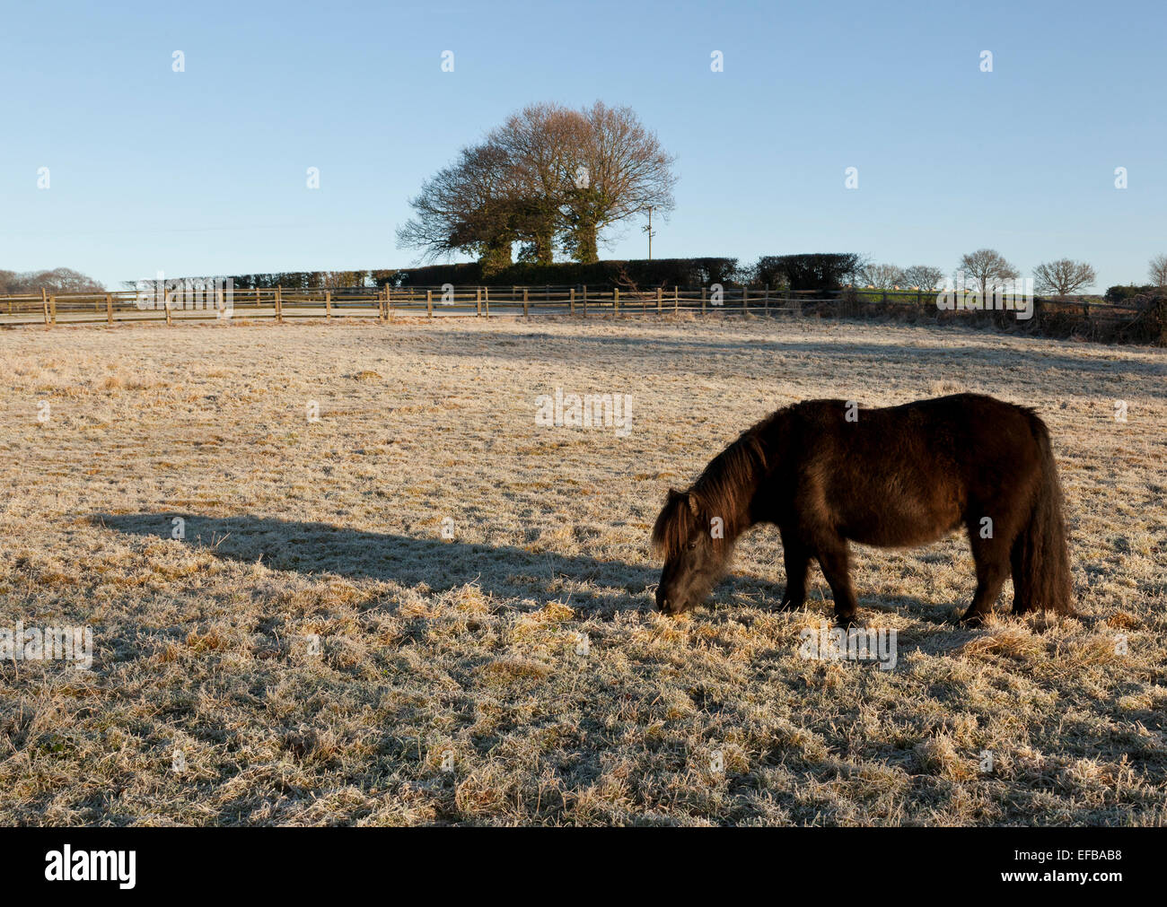Un pony nero pascolare in un campo di pupazzo di neve Foto Stock