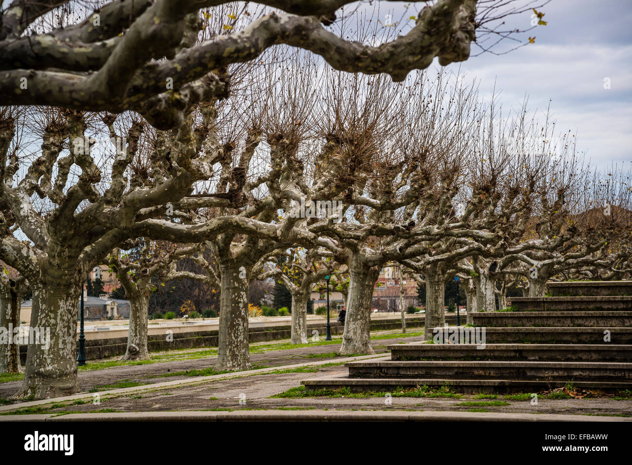 Piano Pollarded alberi in inverno, Montpellier, Francia Foto Stock