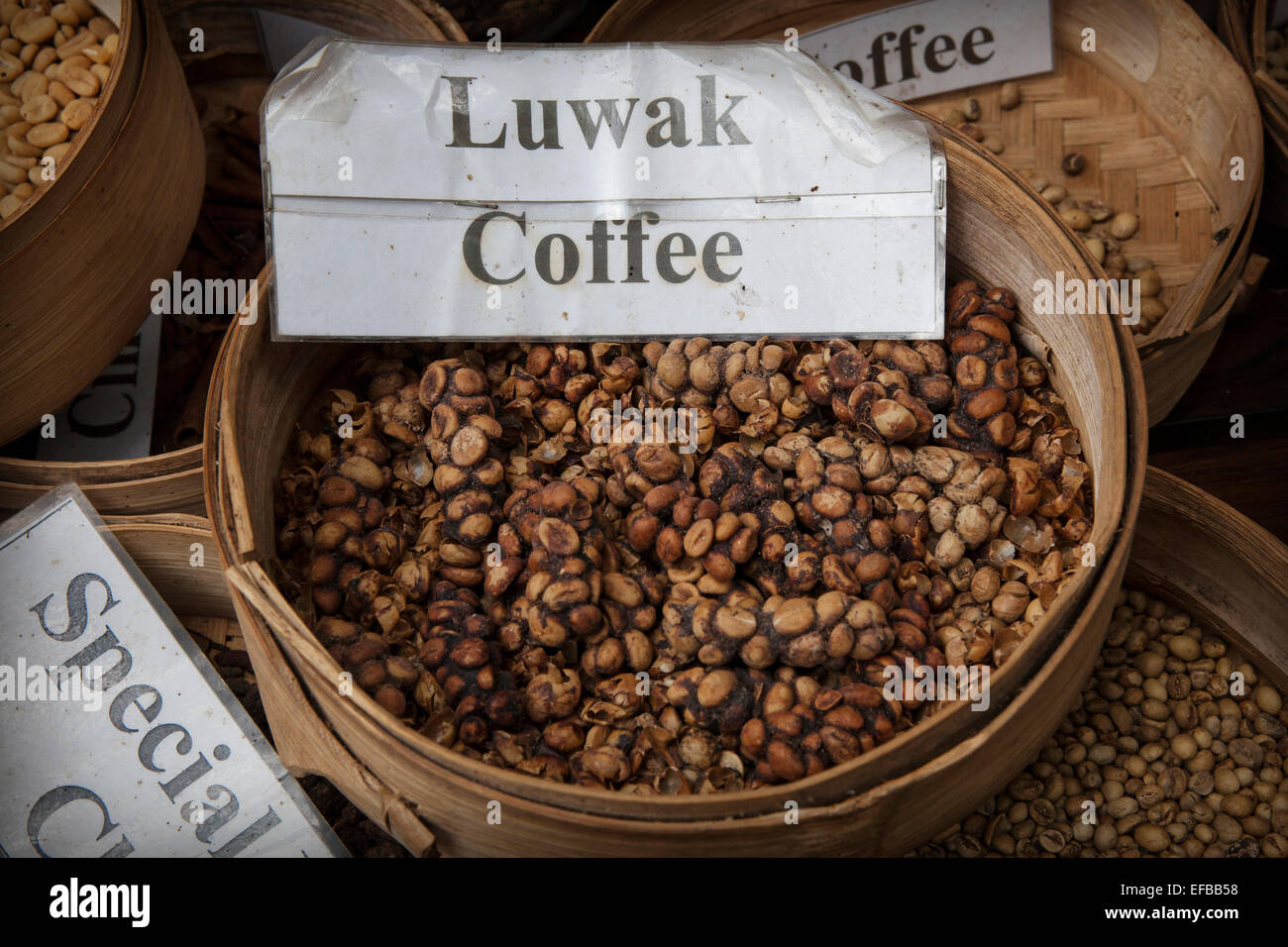 Luwak (Civet cat) Caffè sul visualizzatore in corrispondenza di una piantagione di caffè in Bali Foto Stock