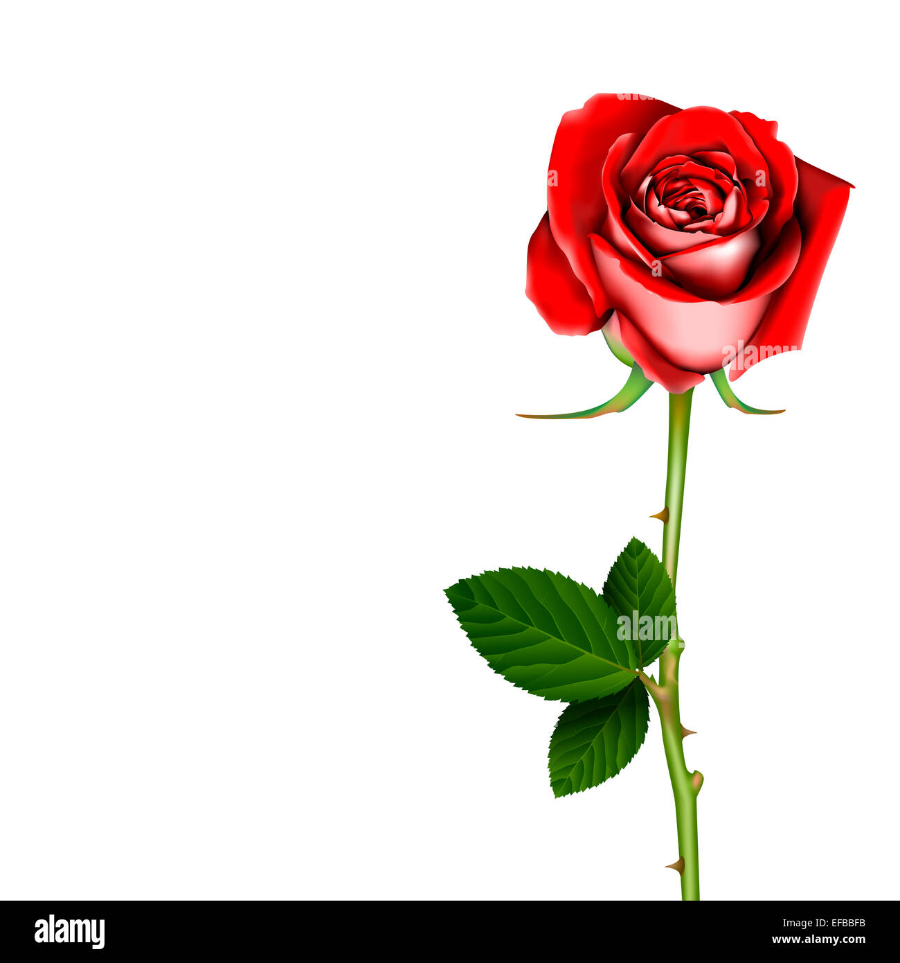 Rosa rossa Foto Stock