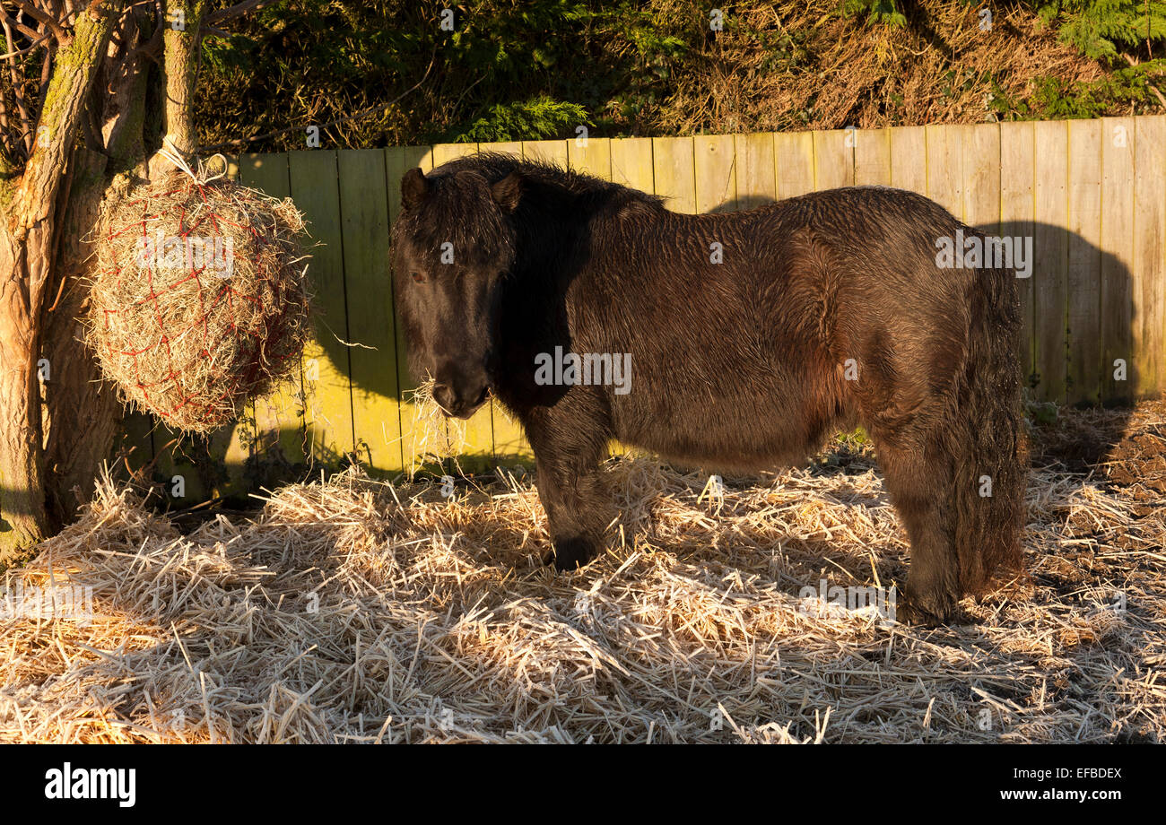 Un nero pony Shetland mangiando un fieno net su un gelo ymorning all'aperto Foto Stock