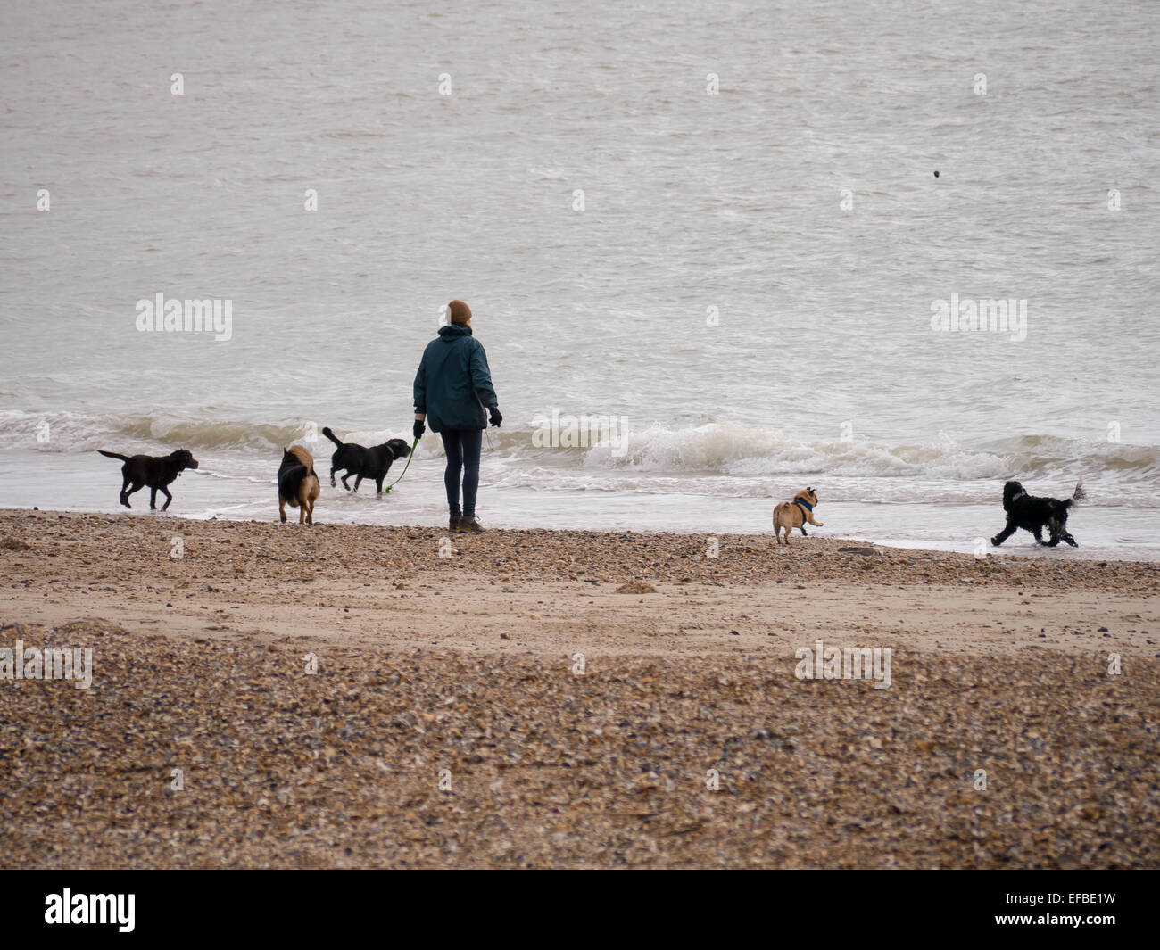 Una signora cammina i suoi cani sulla spiaggia Eastney, Portsmouth, Hampshire Foto Stock