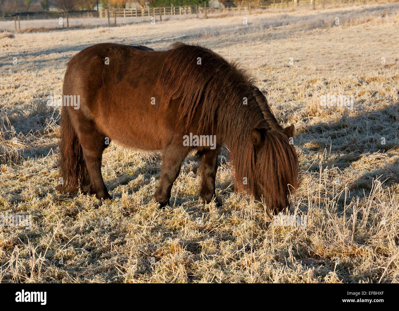 Un pony pascolano in un campo di pupazzo di neve Foto Stock