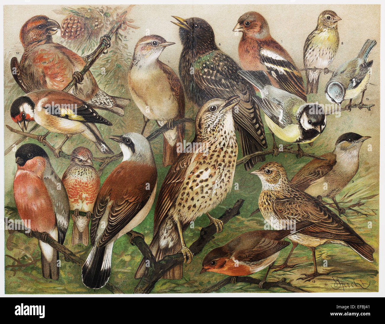 Vintage disegno della gabbia europea gli uccelli dal tardo ottocento Foto Stock